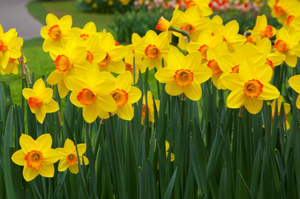 20-2-16 Daffodils